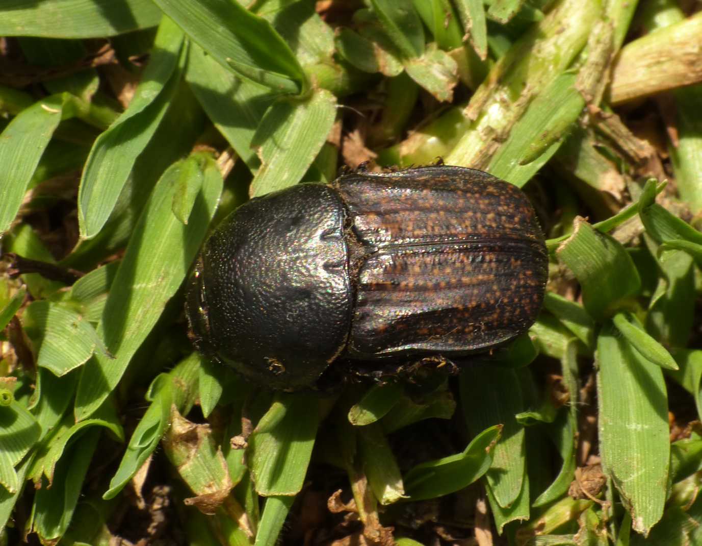 Scarabeo gallurese - Cheironitis irroratus